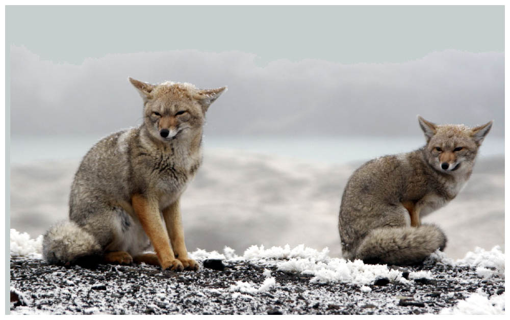 Im Nationalpark Torres del Paine im Winter, Füchse