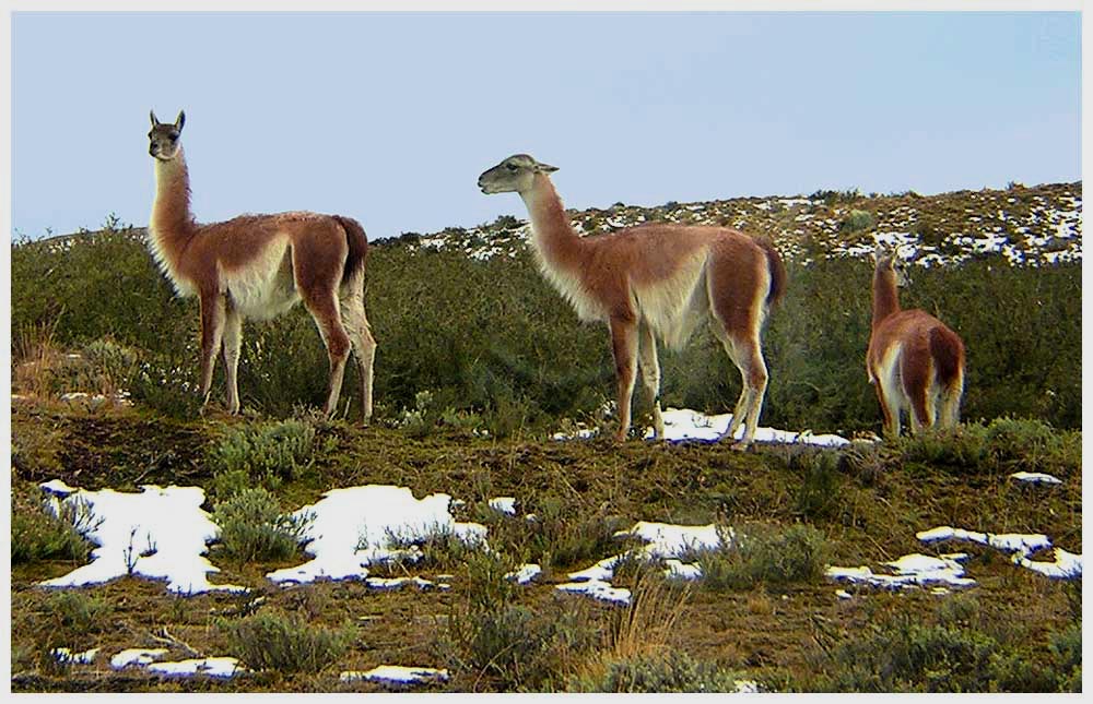 Im Nationalpark Torres del Paine im Winter, Guanakos