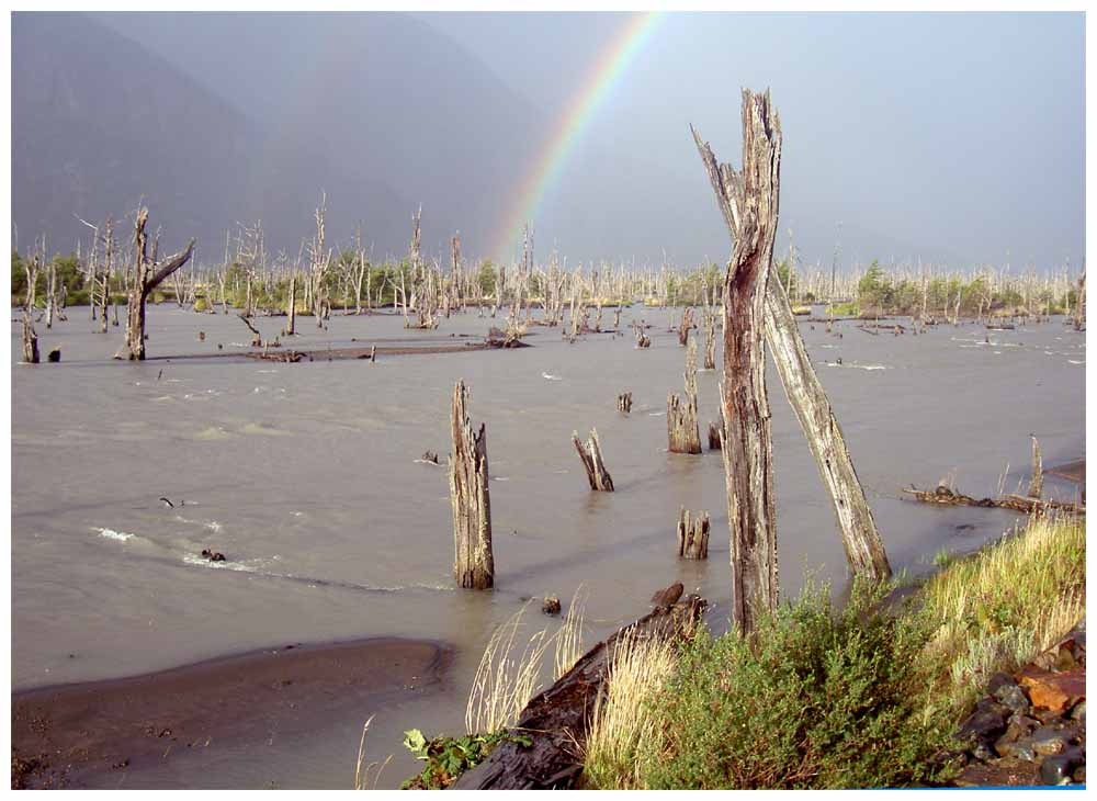 Toter Wald an der Carretera Austral