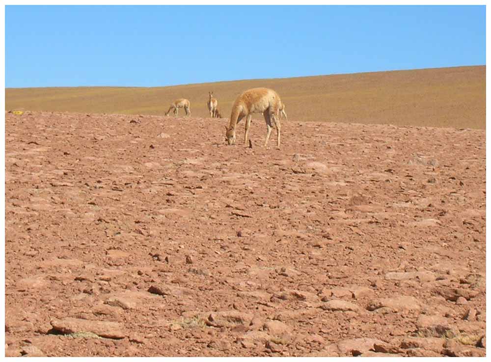Guanakos in der Atacama