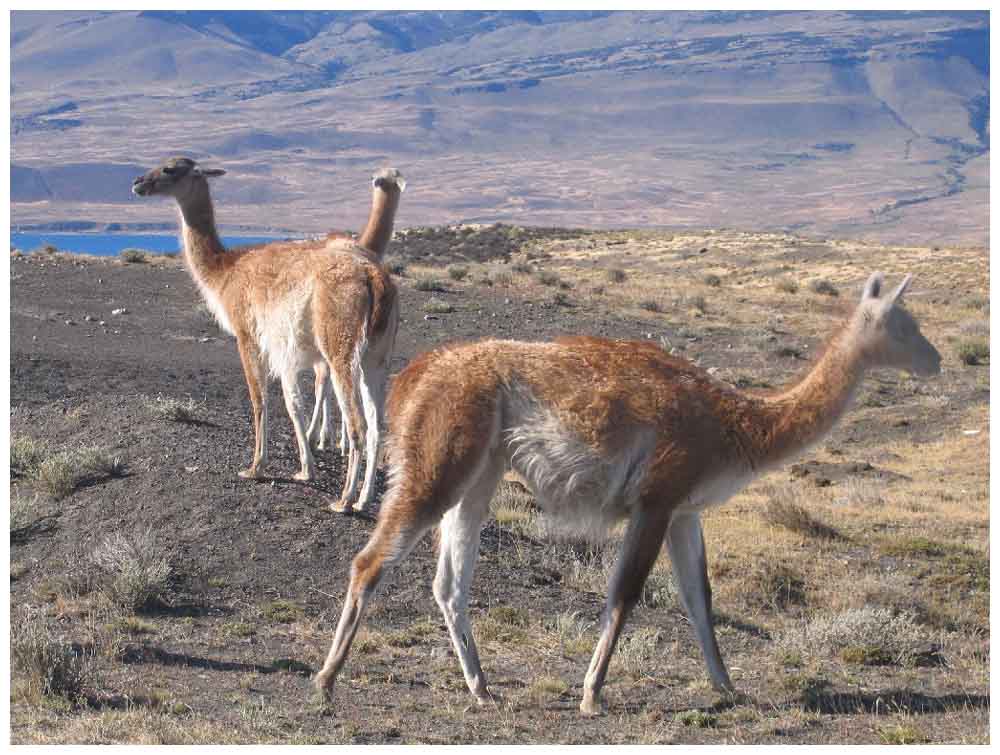 Guanacos