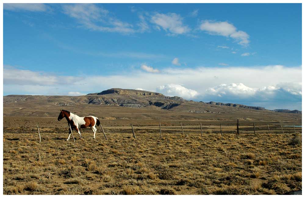 Grassteppe der argentinischen Pampa