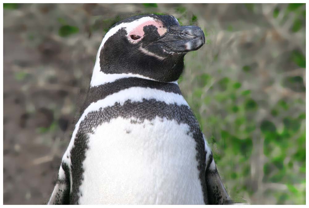 Magellanpinguin