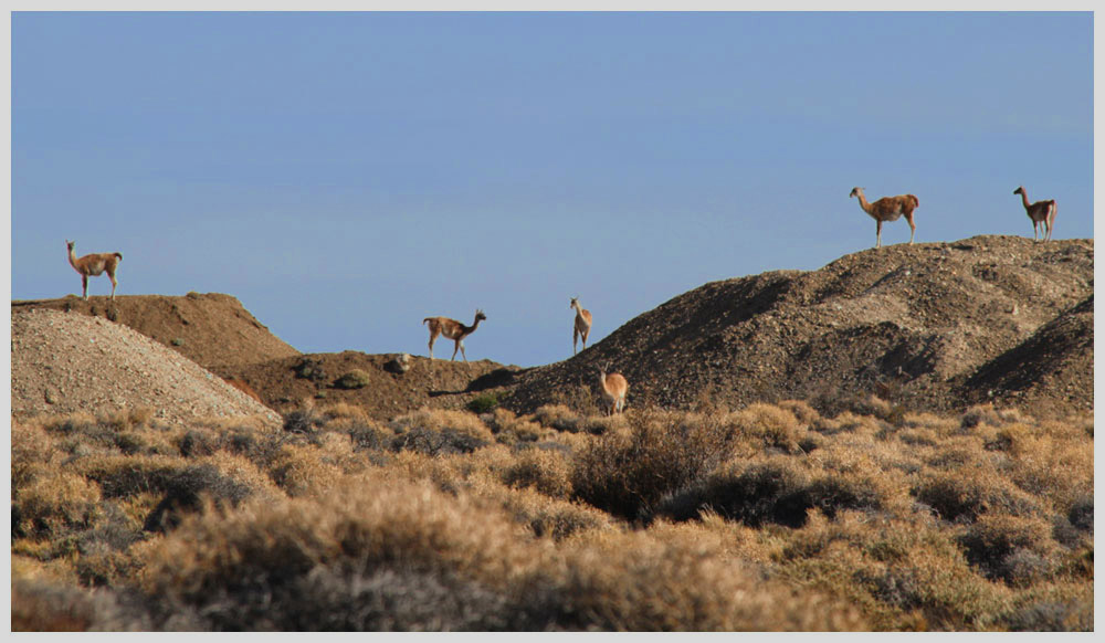 Guanakos in der Pampa