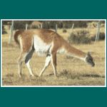 Img_3535c_Guanaco.jpg