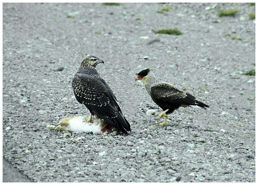 Patagonientour, Blaubussard und Geierfalke