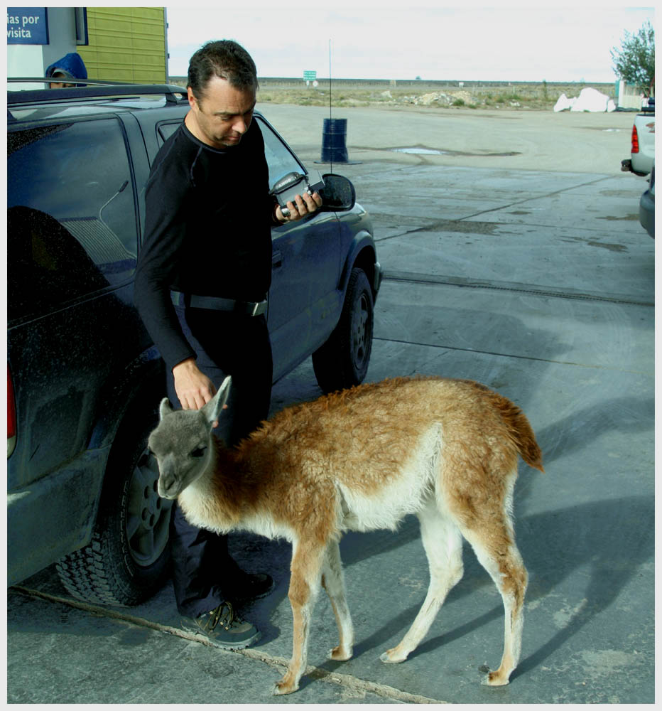 Patagonientour, Guanako an der Tankstelle