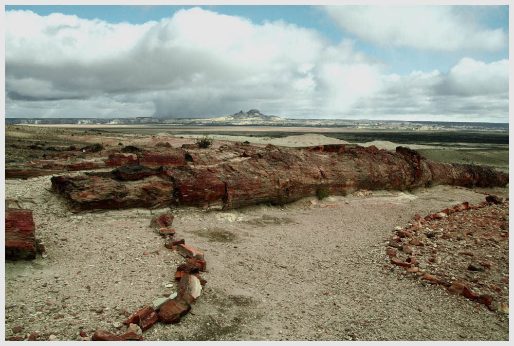 Patagonien, Versteinerte Waelder