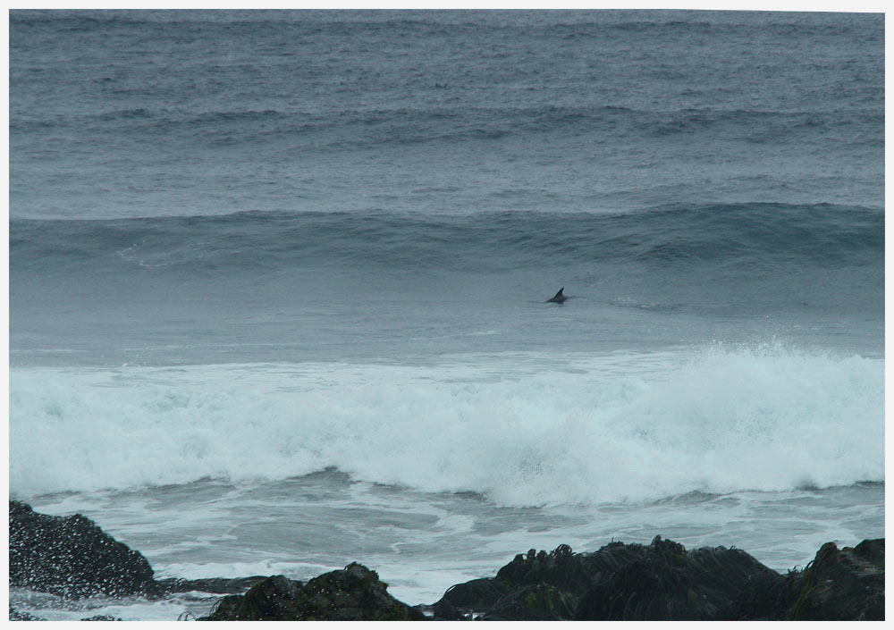 Pazifik bei Hua Huar, Delfin