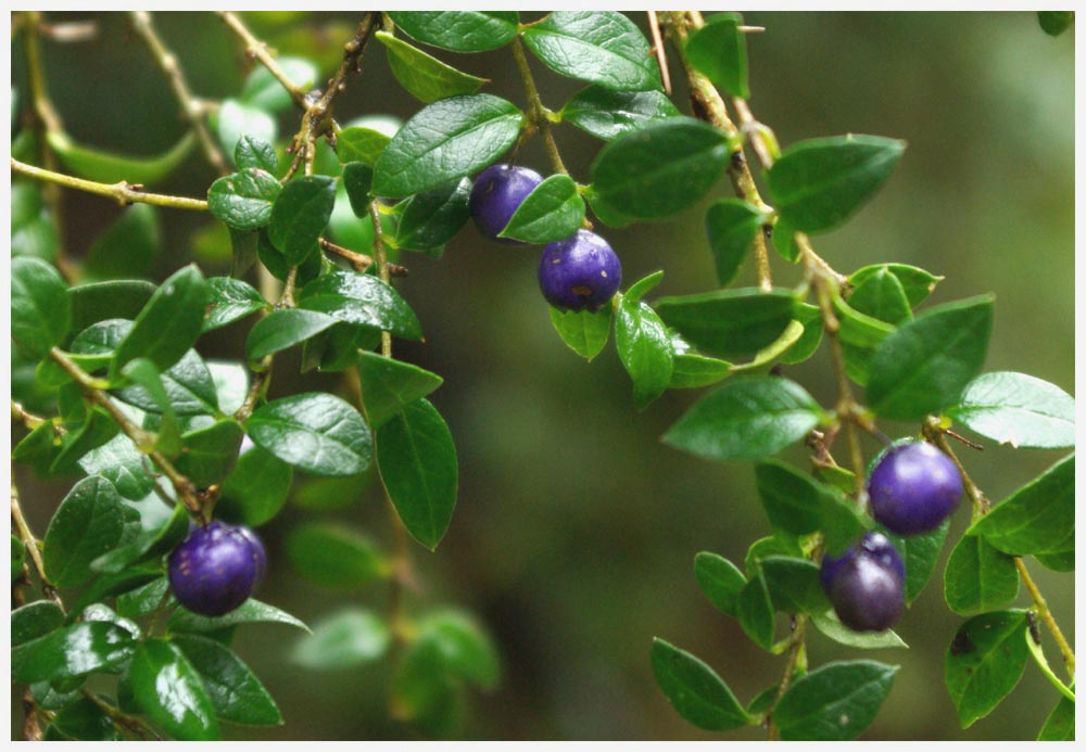 Michay, Calafate,Berberis trigona