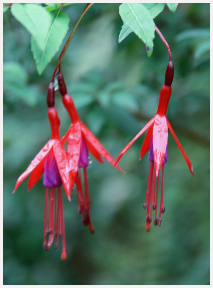 Fuchsia magellanica