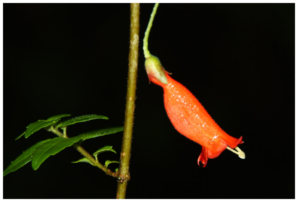 Mitraria coccinea, Botellita