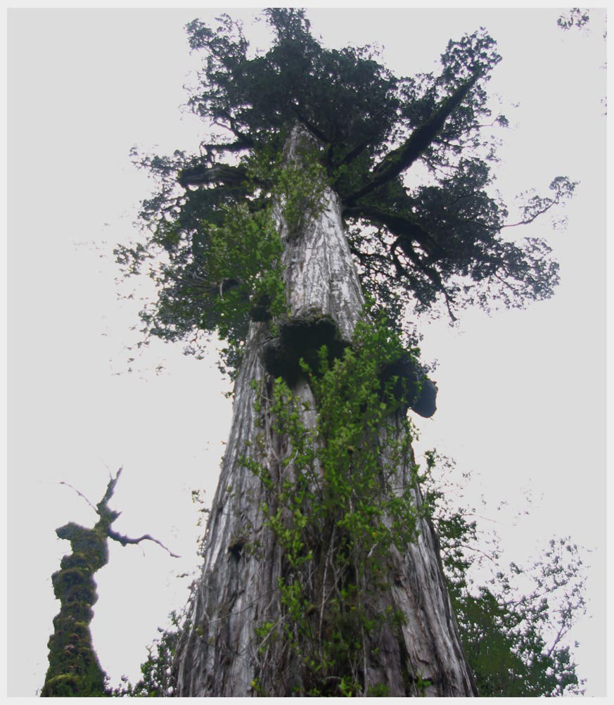 Alerce, Fitzroya cupressoides