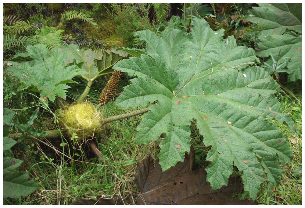 Gunnera tinctoria, Nalca, Pangue, Riesenrhabarber, Mammutblatt