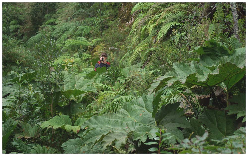 Alerce Andino Nationalpark