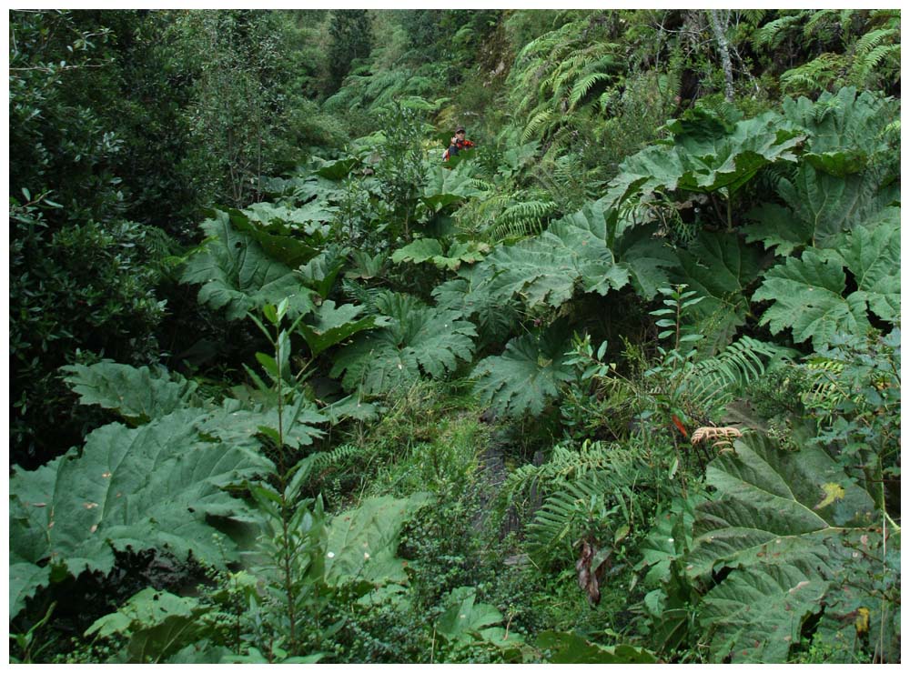 10. Region, Chile, Parque Nacional Alerce Andino