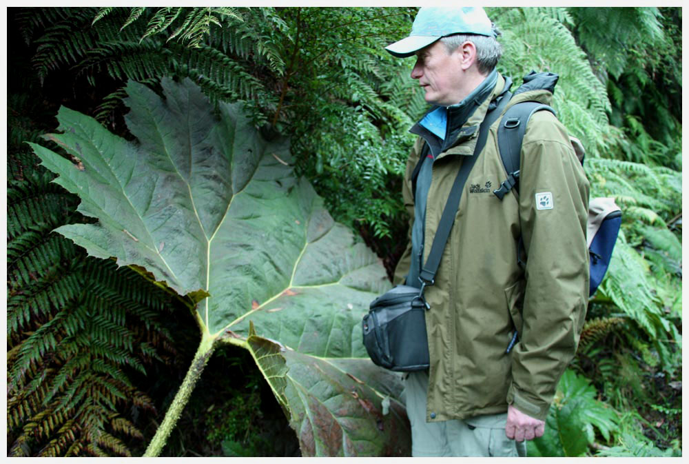 Gunnera tinctoria, Nalca, Pangue