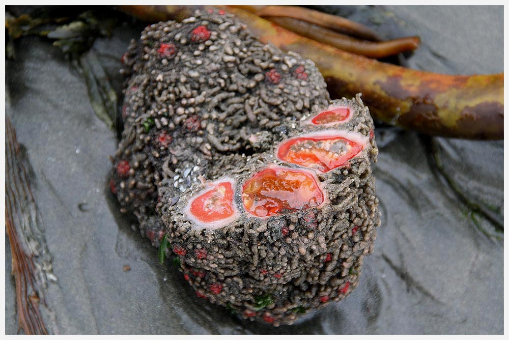 Piure, Pyura chilensis, chilenische Aszidie